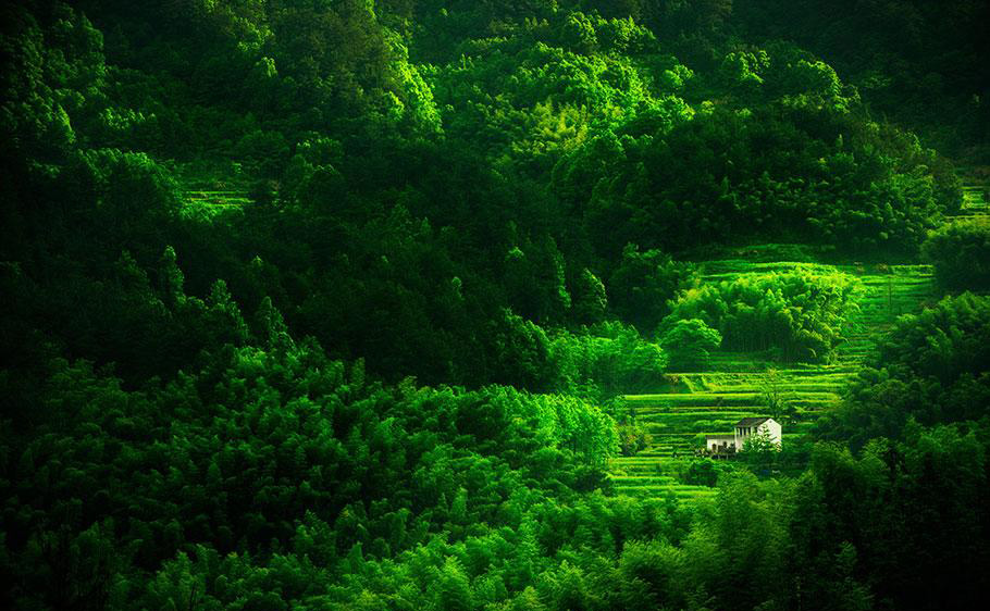 去黄山采茶，做顶级毛峰-1