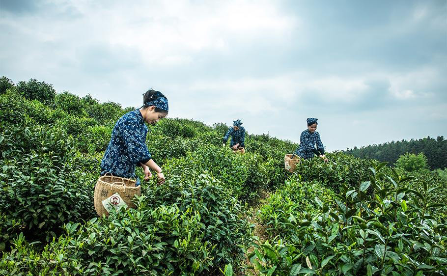 去黄山采茶，做顶级毛峰-4